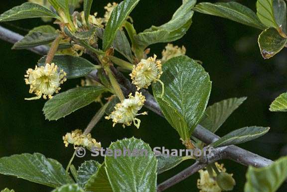 cercocarpus betuloides var betuloides 4 graphic